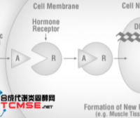 混合睾酮(Sustanon 250)功效作用/副作用/用法用量/多少钱一瓶/购买价格联系