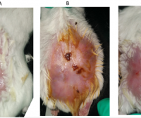 氧雄龙对烧伤小鼠脏器和炎症及创面愈合的影响