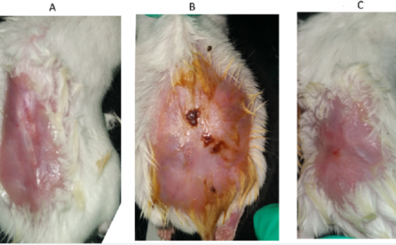氧雄龙对烧伤小鼠脏器和炎症及创面愈合的影响