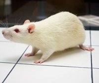 合成代谢类固醇苯丙酸诺龙NPP (Durabolin) 对雌性大鼠身体成分和肌肉蛋白质代谢的剂量依赖性影响