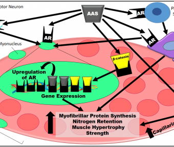 司坦唑醇（康力龙）对狗体内15氮滞留的影响