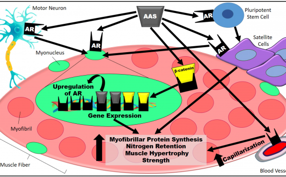 司坦唑醇(康力龙)对狗体内15氮滞留的影响