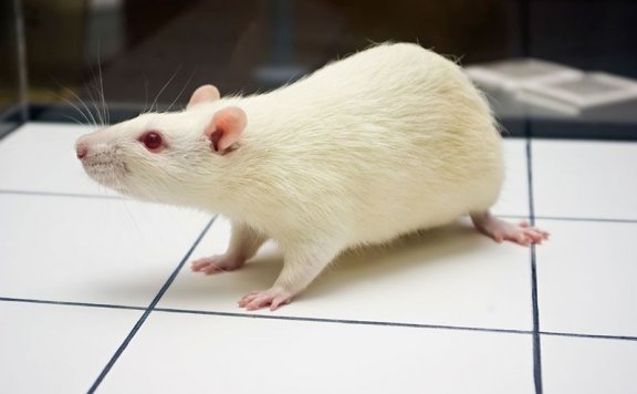 合成代谢类固醇苯丙酸诺龙NPP (Durabolin) 对雌性大鼠身体成分和肌肉蛋白质代谢的剂量依赖性影响