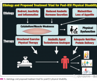 促进合成代谢的睾酮制剂和结构化运动在促进ICU幸存者康复中的作用
